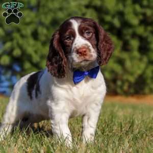 Ronnie, English Springer Spaniel Puppy